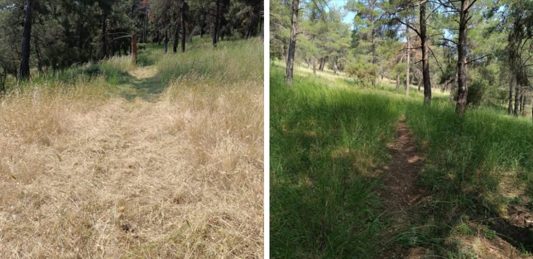 Κρηνίδες: Εθελοντές καθάρισαν το μονοπάτι στο δάσος των Ασύλων